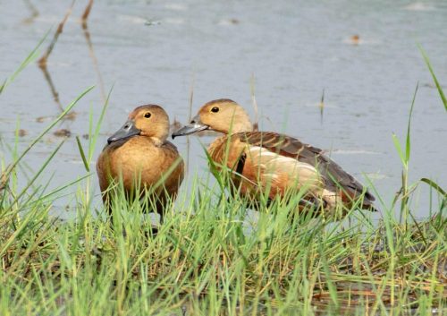 Birds-collection-9