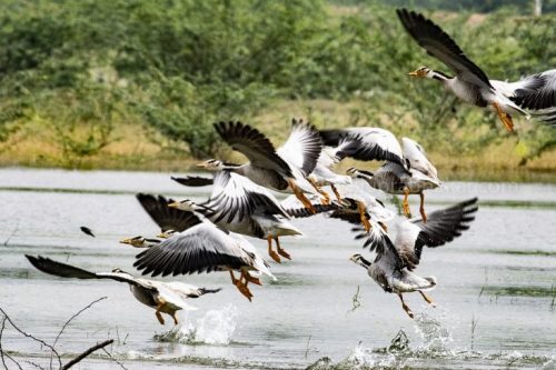 IMG-20181230-WA0054-768x512