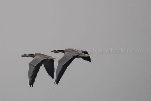 IMG-20181230-WA0112-768x512