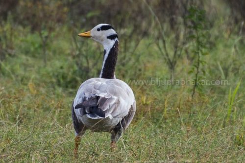 IMG-20181230-WA0119-768x512