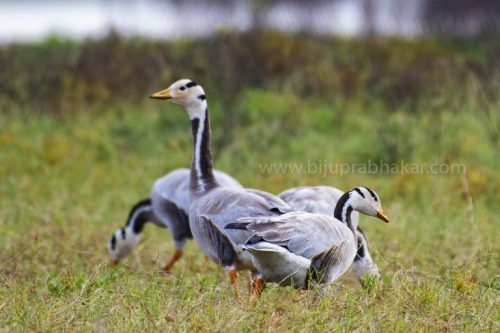 IMG-20181230-WA0120-768x512