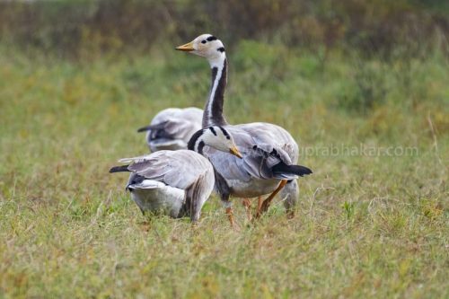 IMG-20181230-WA0121-768x512