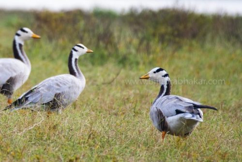 IMG-20181230-WA0123-768x515