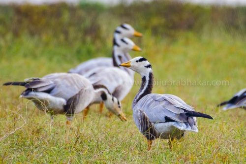 IMG-20181230-WA0124-768x512