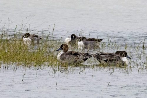 IMG-20181230-WA0128-768x512