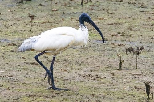 IMG-20181230-WA0135-768x512