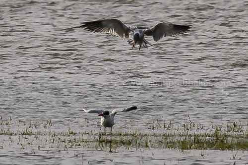 IMG-20181230-WA0143-768x512