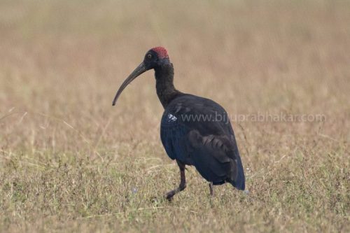 IMG-20181230-WA0152-768x512