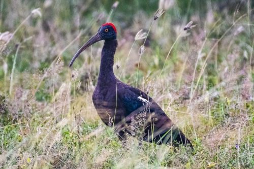 IMG-20181230-WA0158-768x512