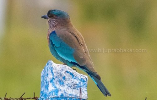 IMG-20181230-WA0159-768x488