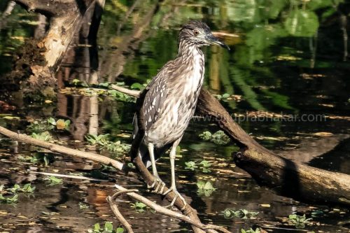 IMG-20190216-WA0051-1024x682