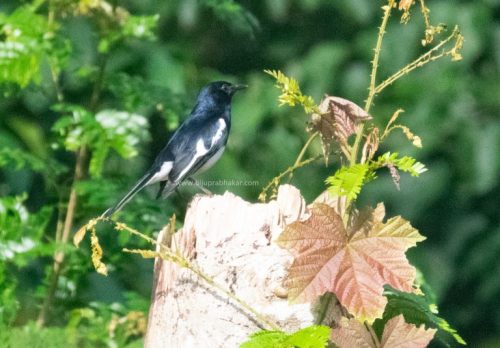 aprippa-wm-1-768x535 (1)