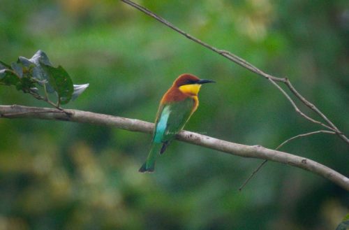 arippa-wm-3-768x506 (1)