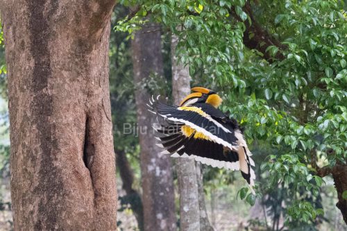 hornbill-flight