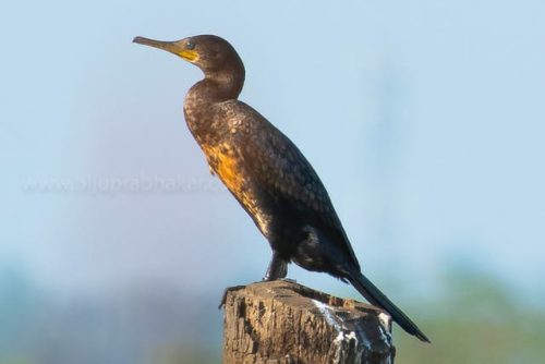 img-20191222-wa00386233992660179050640 (1)