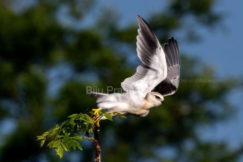 kite-white-black-shouldered-17