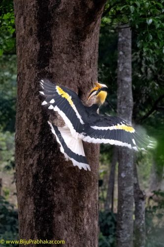 nelliyam-Hornbill-4-2